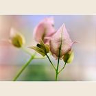 Bougainvillea im Winter