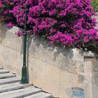 Bougainvillea in Artà