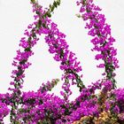 Bougainvillea in Grazalema