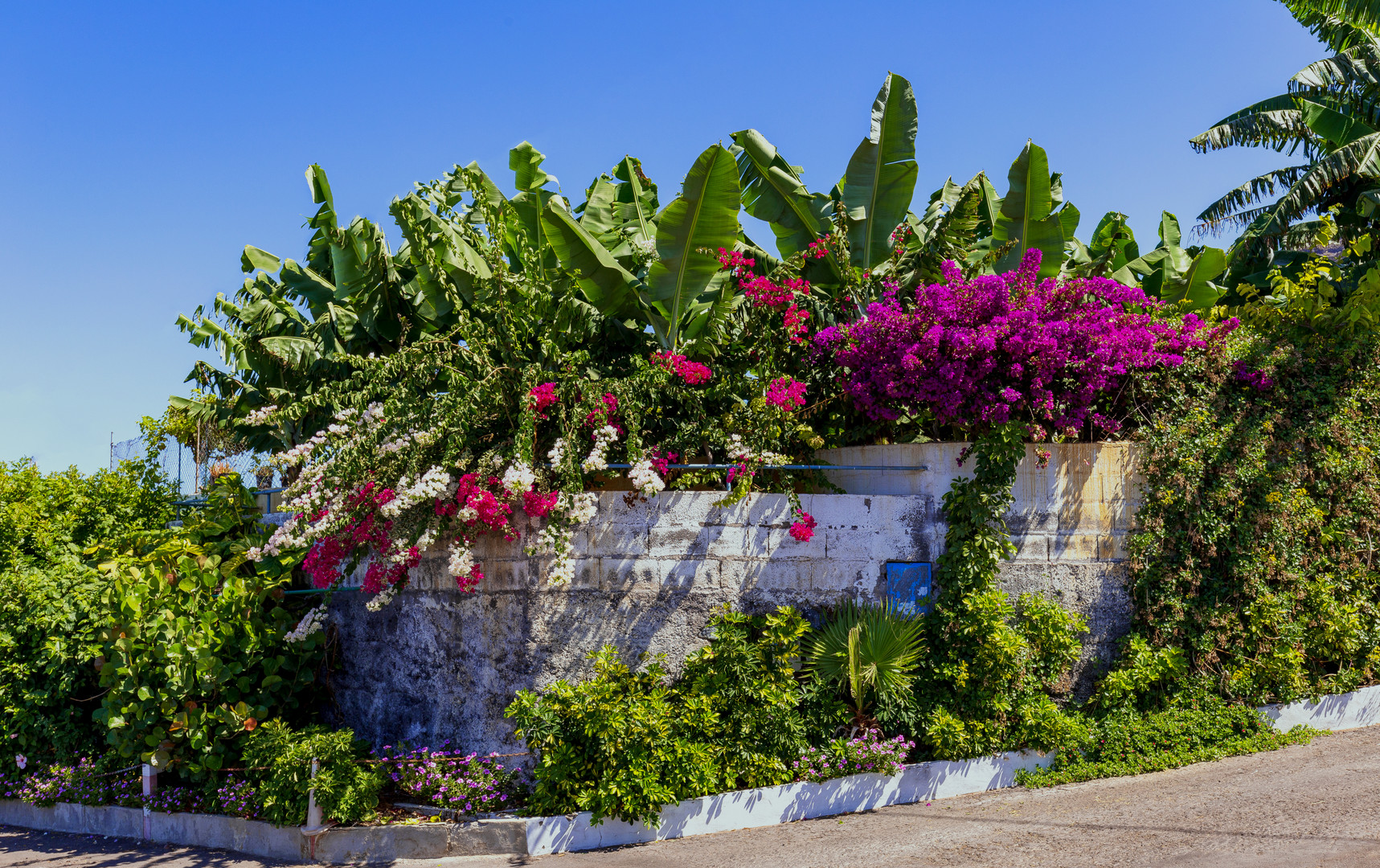 Bougainvillea in leuchtenden Farben