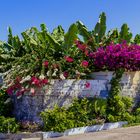 Bougainvillea in leuchtenden Farben