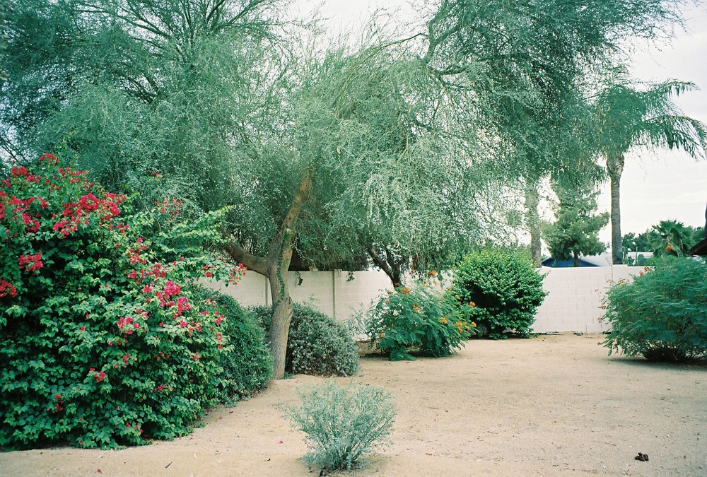 bougainvillea in Phoenix, AZ