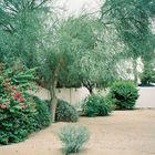 bougainvillea in Phoenix, AZ