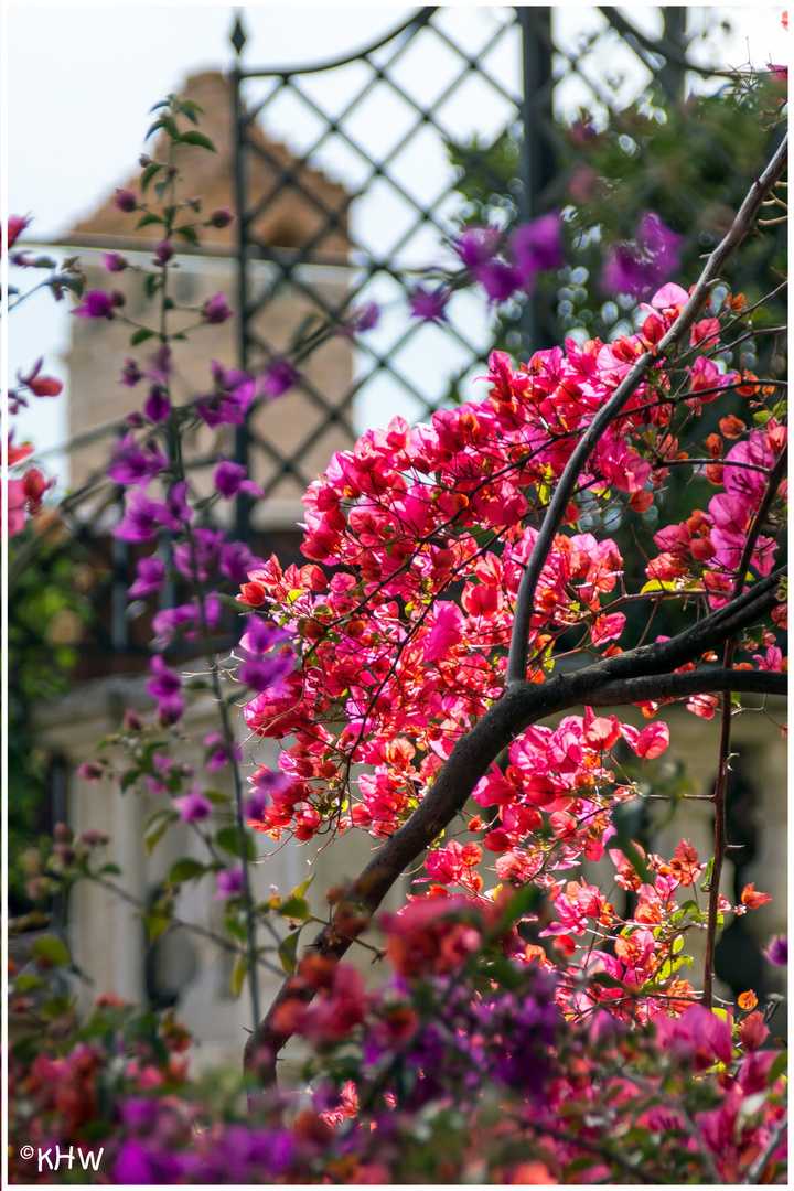 Bougainvillea in Taormina (Sizilien)