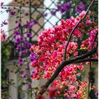 Bougainvillea in Taormina (Sizilien)