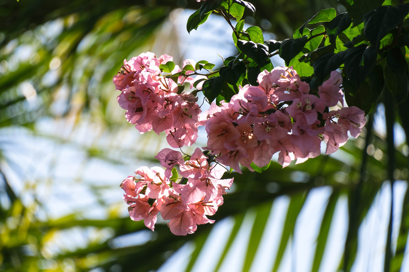 ...Bougainvillea leuchten...