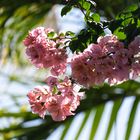 ...Bougainvillea leuchten...