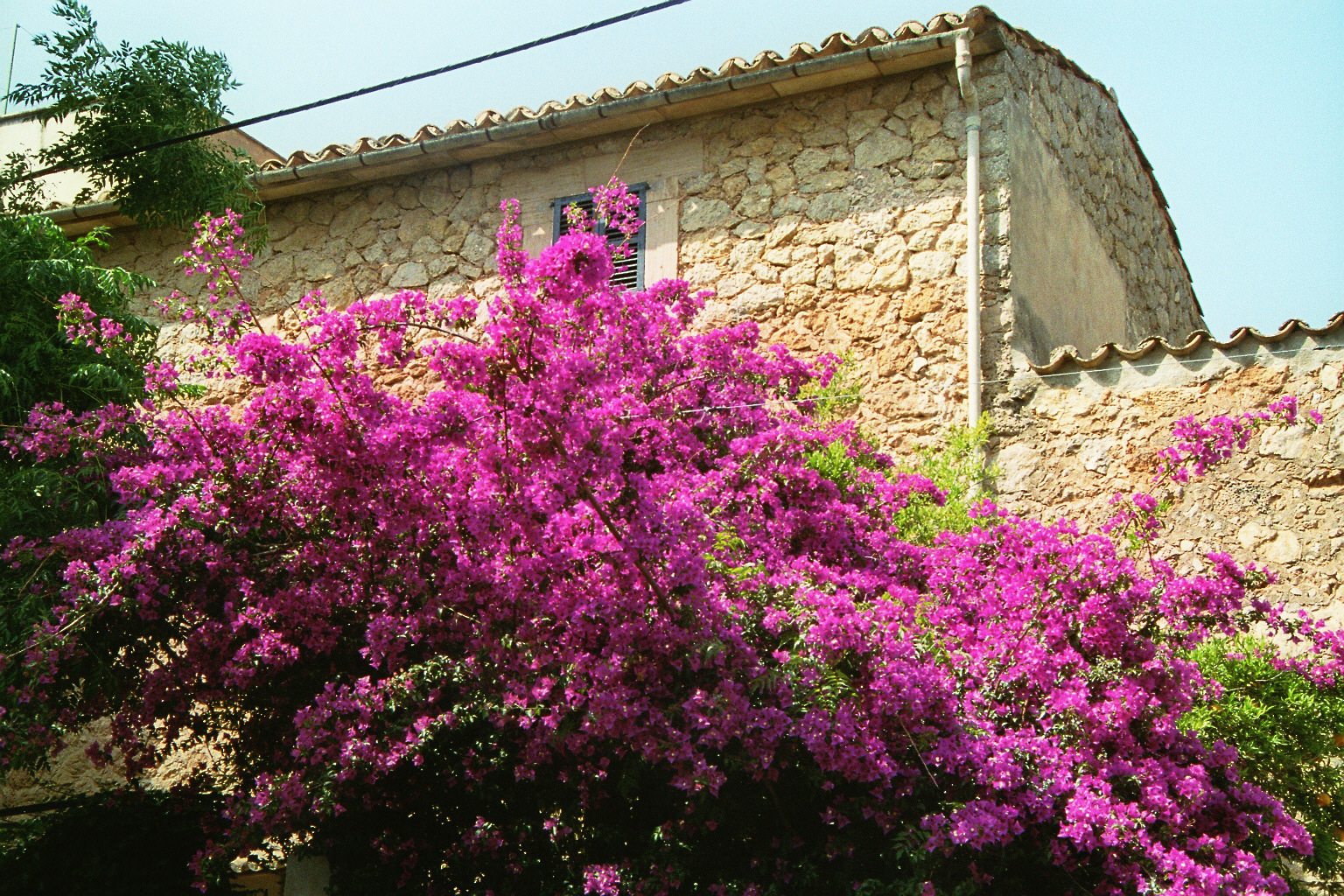 Bougainvillea leuchtend pink - Eindrücke aus Mallorca