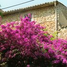 Bougainvillea leuchtend pink - Eindrücke aus Mallorca