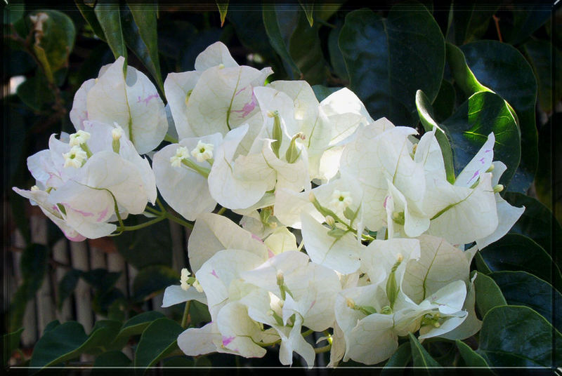 bougainvillea mal in Weiss