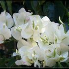 bougainvillea mal in Weiss