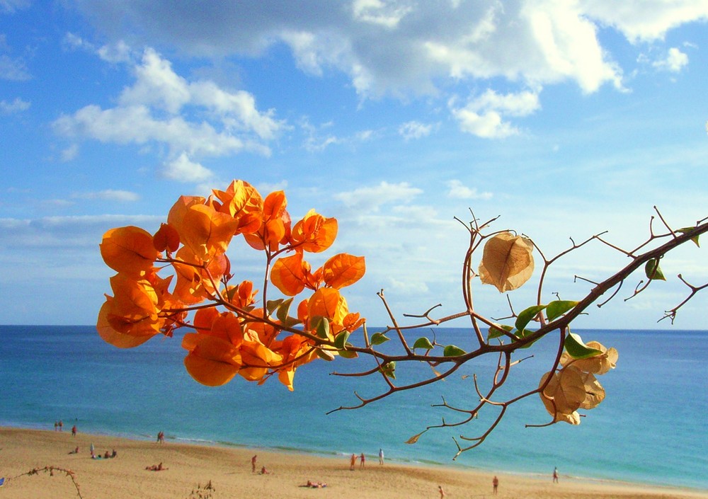 Bougainvillea - Promenade Morro Jable