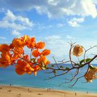 Bougainvillea - Promenade Morro Jable