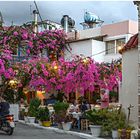 Bougainvillea - Rekordstrauch