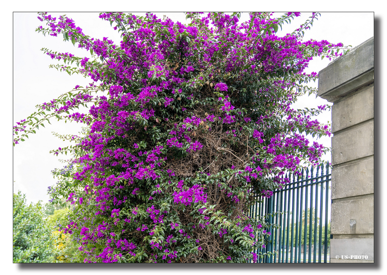 Bougainvillea - Schlosspark Herrenhausen