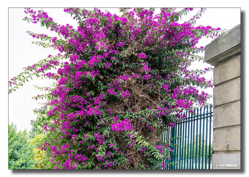 Bougainvillea - Schlosspark Herrenhausen