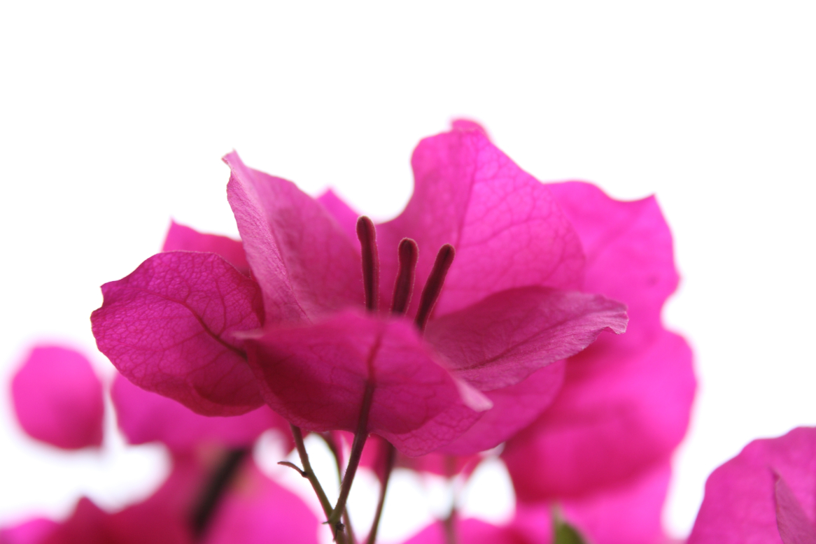 Bougainvillea, Sizilien