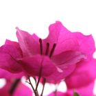 Bougainvillea, Sizilien