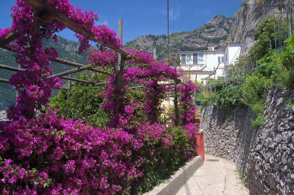 Bougainvillea-Spalier