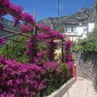 Bougainvillea-Spalier