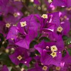 Bougainvillea Spectabilis - Botanischer Garten Augsburg