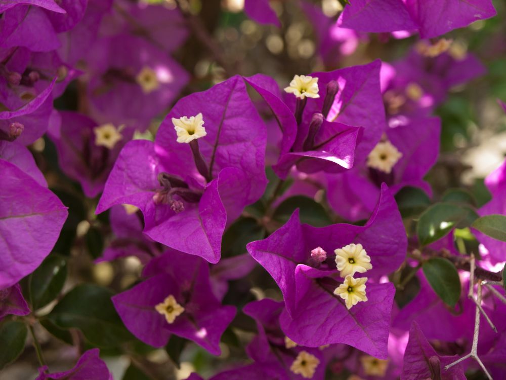 Bougainvillea Spectabilis - Botanischer Garten Augsburg