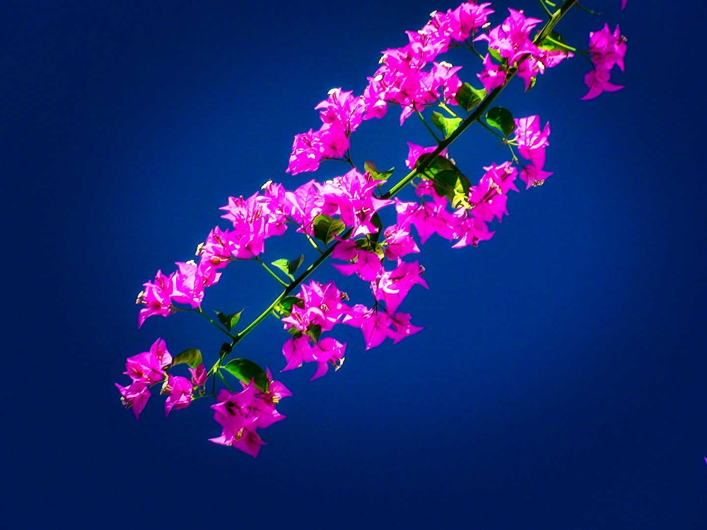 Bougainvillea spectabilis