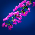 Bougainvillea spectabilis