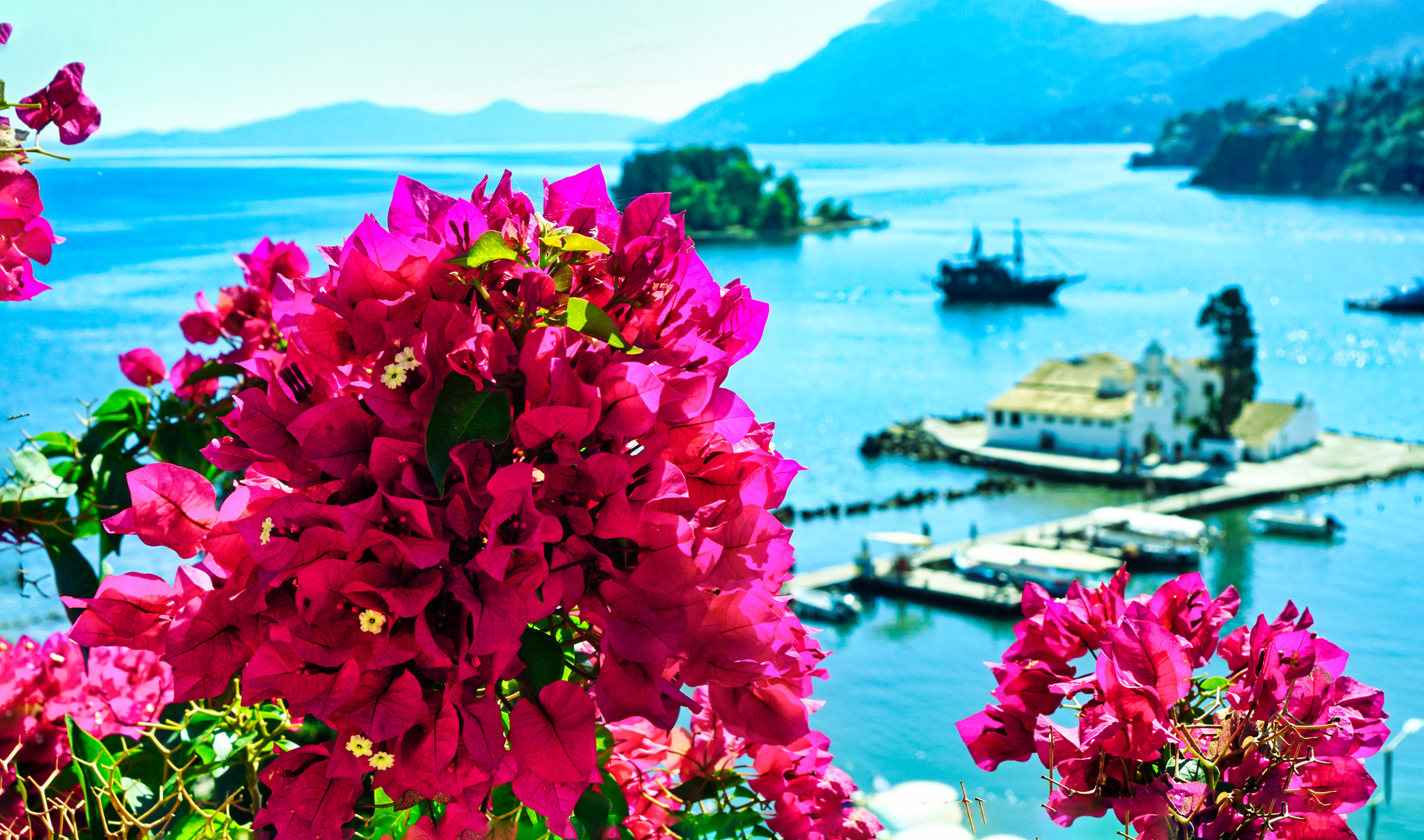 Bougainvillea spectabilis