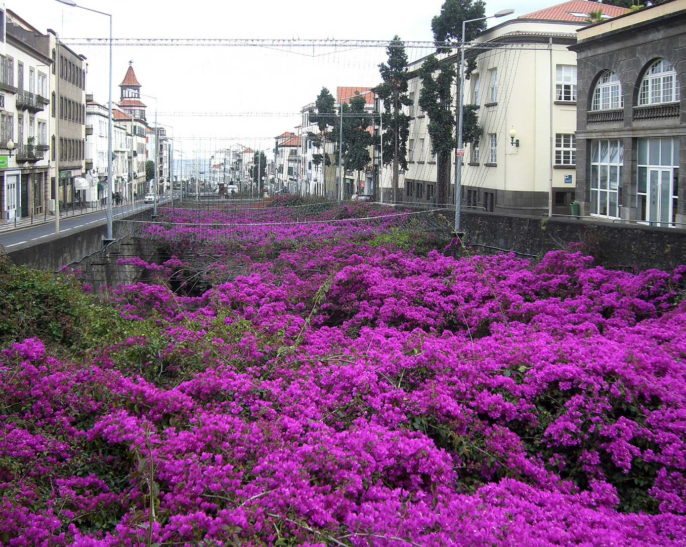 Bougainvillea -überspannt Fluss-