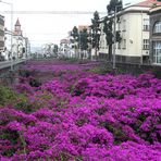 Bougainvillea -überspannt Fluss-