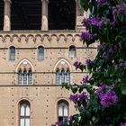 Bougainvillea und Gotik