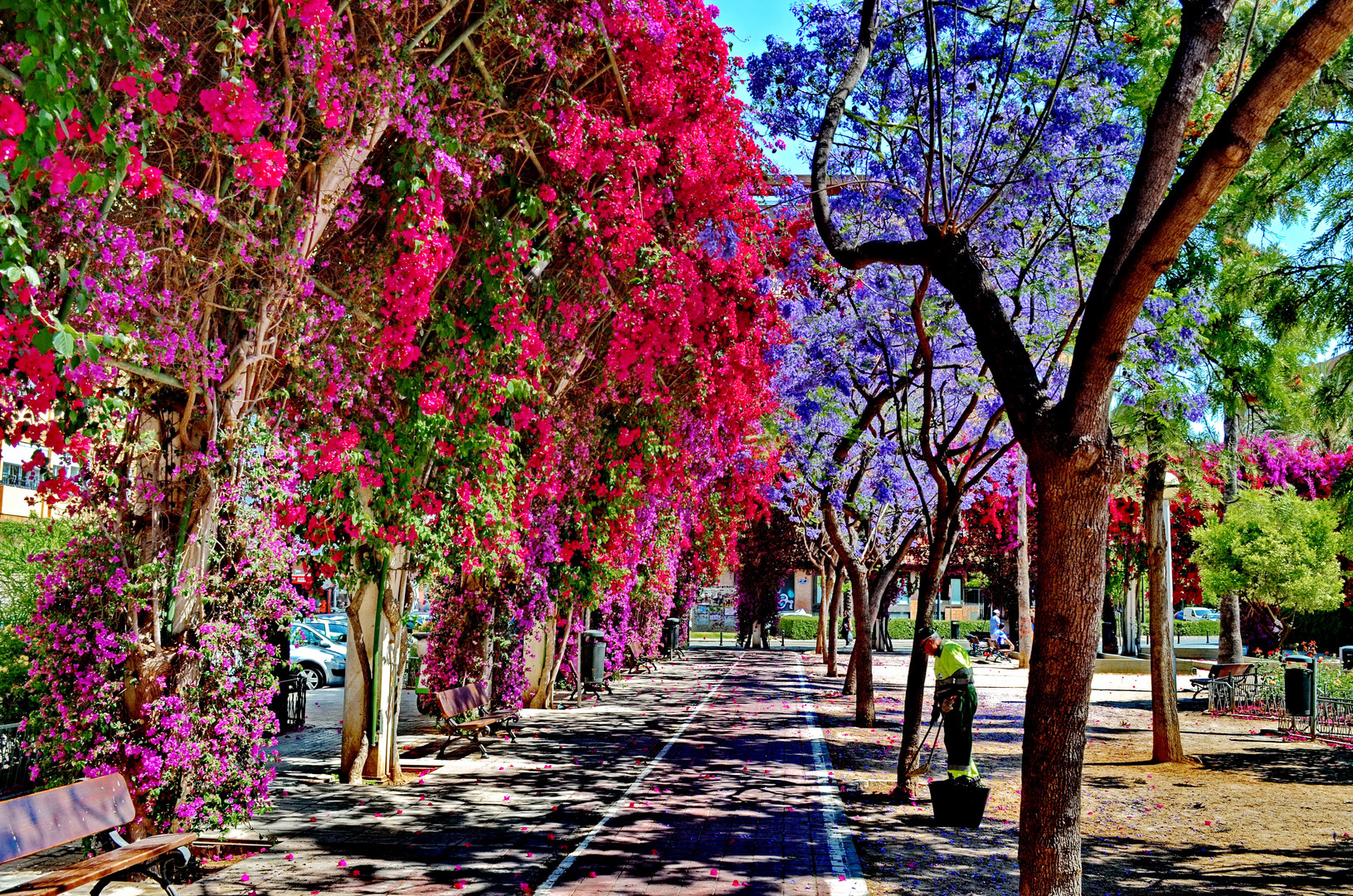 Bougainvillea und Jacarandá