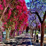 Bougainvillea und Jacarandá