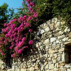 Bougainvillea und Stein