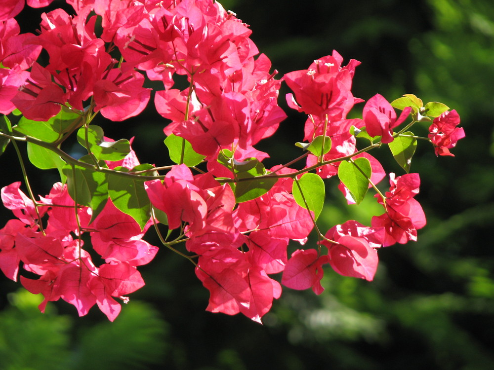 Bougainvillea, Valencia