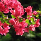 Bougainvillea, Valencia