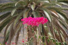 Bougainvillea vor Phoenix canariensis