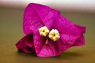Bougainvillea, Wunderblumengewächs von Andras Kolozsvari 