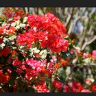 Bougainvillea zum Mittwoch