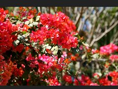 Bougainvillea zum Mittwoch