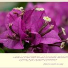 Bougainvillea zum Wochenende