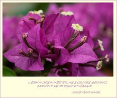 Bougainvillea zum Wochenende