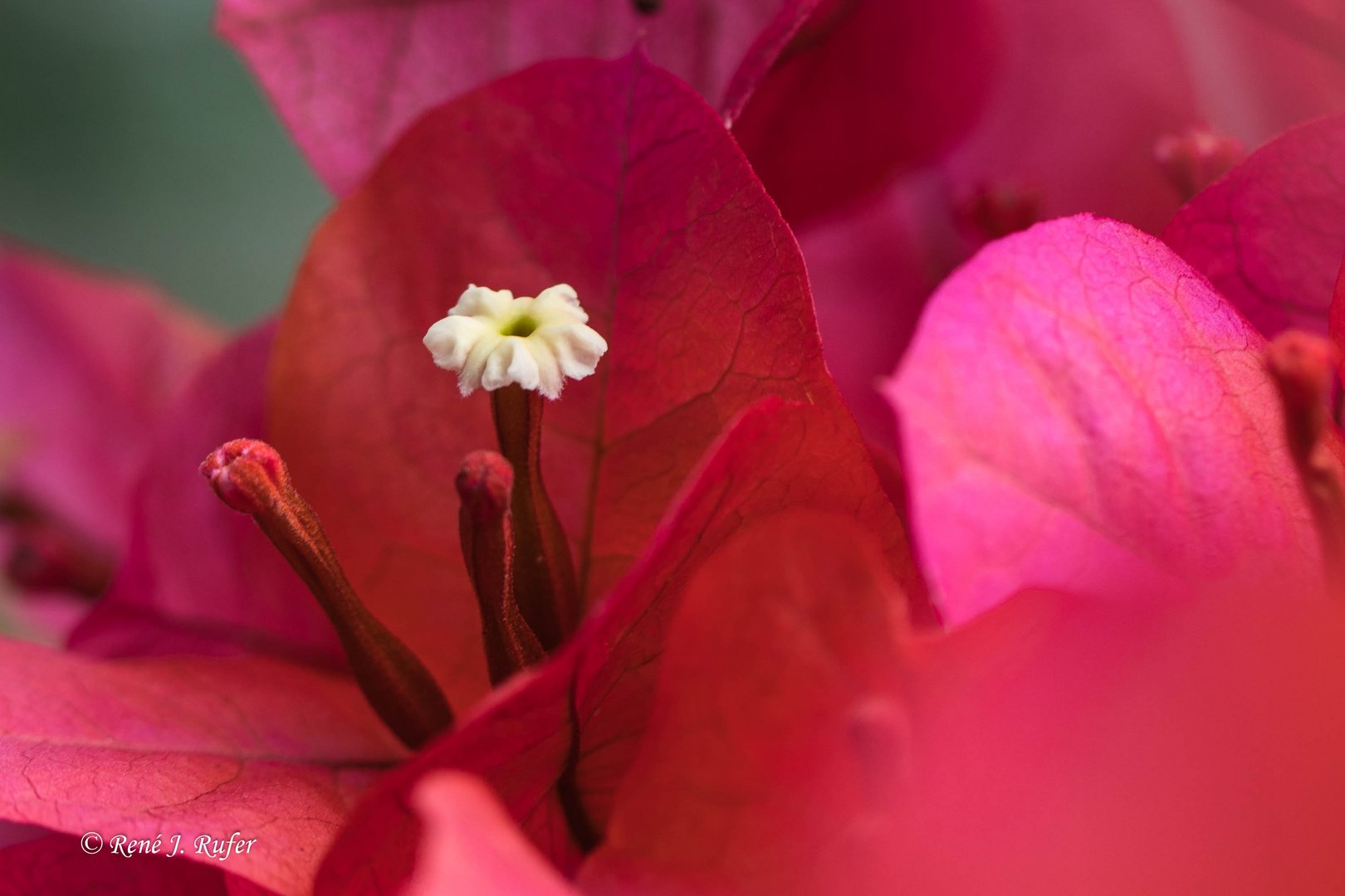 Bougainvillea_3704