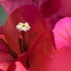 Bougainvillea_3704