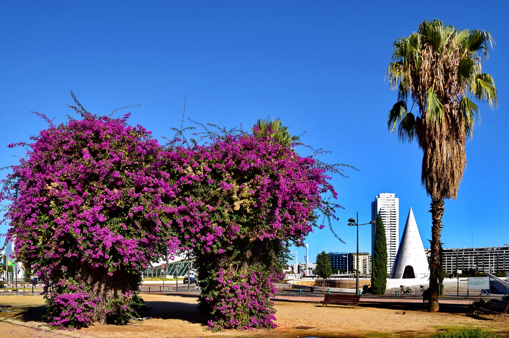 Bougainvillealaube