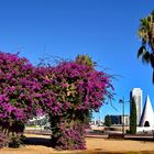 Bougainvillealaube