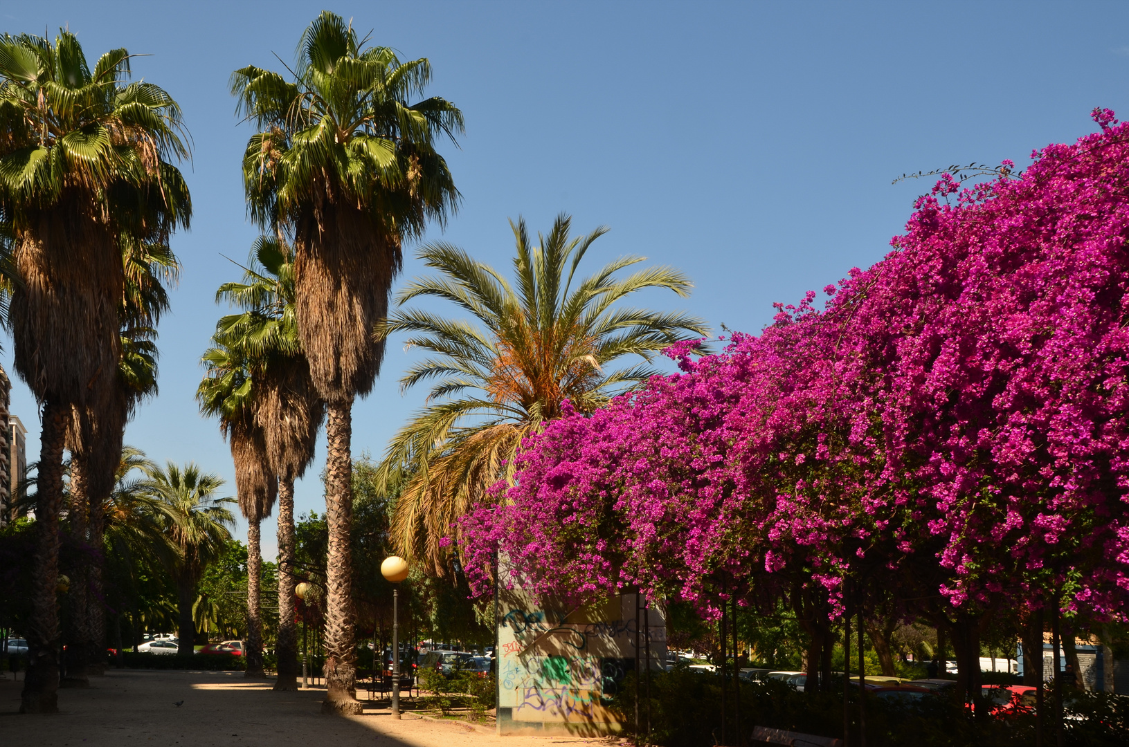 Bougainvillealaube in Valencia