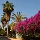 Bougainvillealaube in Valencia