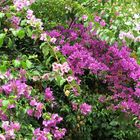 Bougainvillean